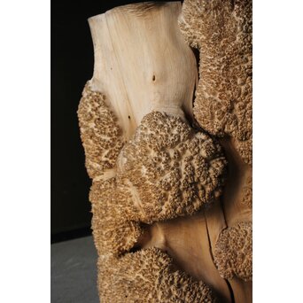 天然木 瘤木古材 展示台　X384 