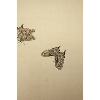 渡辺清 群蝶図 紙本掛軸　Z935 