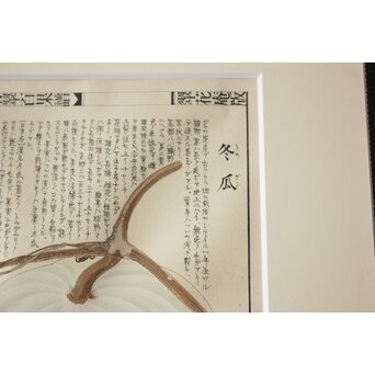 川岸富士男 木版画風の細密画 水彩 冬瓜 額装 ボタニカルアート　Z977 