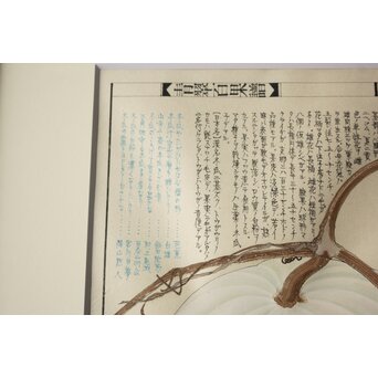 川岸富士男 木版画風の細密画 水彩 冬瓜 額装 ボタニカルアート　Z977 